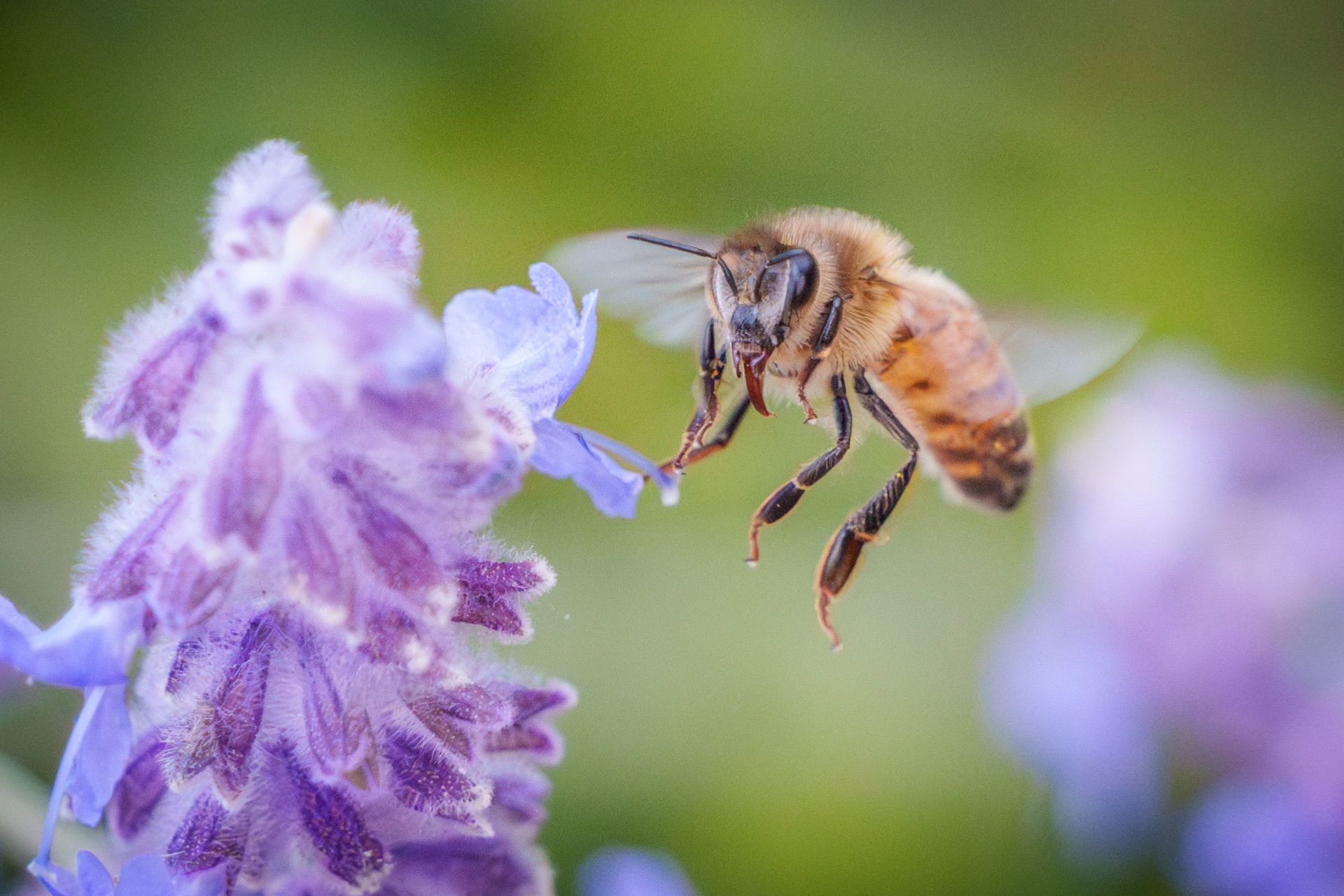 Bee in flight near lavender